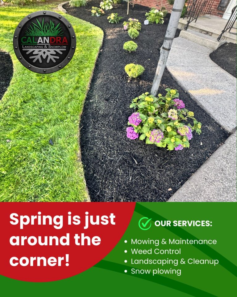 Read more about the article Spring is almost here