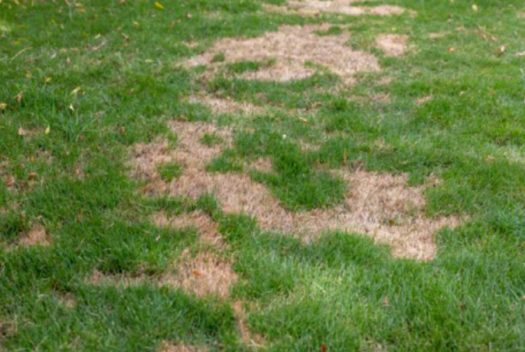 The Most Common Lawn Problems Homeowners Face in WNY
