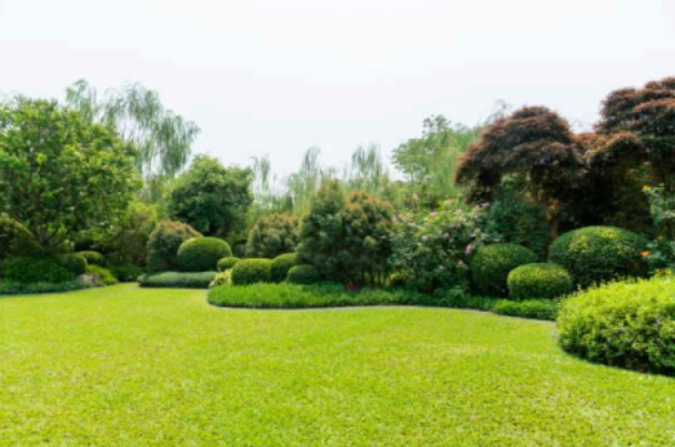 From Overgrown to Open: How One Backyard Transformation Changed Everything